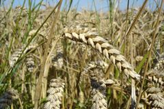 Na farmě rostla neschválená geneticky upravená pšenice