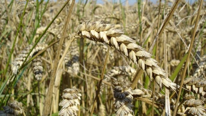 Ceny pšenice vzrostly tento rok o 52 procent.