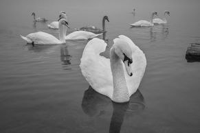 Černobílé fotky pražských labutí vyhrály mezinárodní soutěž uměleckých fotografů