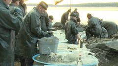 Rybáři předpokládají, že kvůli suchu dojde ke zvýšení cen kapra