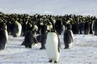 Vědci na Antarktidě zjistili první případy ptačí chřipky. Bojí se přenosu na tučňáky