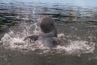 Žena zažalovala ZOO kvůli cákajícím delfínům