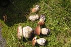 Pozor na houby z Brd. Jsou plné olova, varuje vědec
