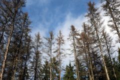Pražská arcidiecéze dostane zpět 15 tisíc hektarů lesa