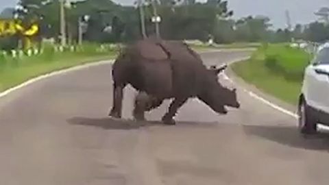 Co dělat, když se na vás řítí divoký nosorožec? Vycouvat