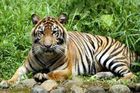 V pražské zoo se narodila dvojčata tygra sumaterského