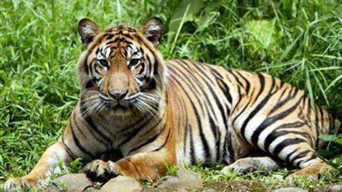 Tygr sumaterský, jeden z ohrožených druhů