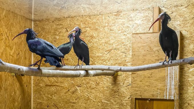 Polapení ibisové v pražské zoo.