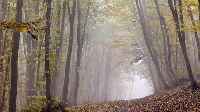 Při zatažené obloze působí podzimní mlhy takřka mysteriózním dojmem.