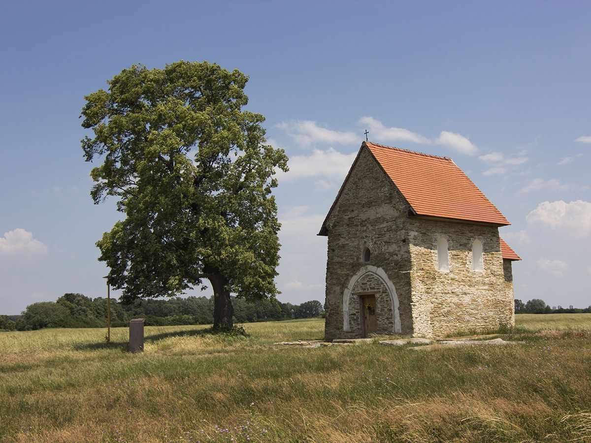 Evropský strom roku 2019