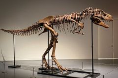 Kostra dinosaura se vydražila za 144 milionů. Majitel by ji měl dát muzeu, míní vědci
