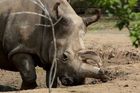 V dvorské zoo uhynul vzácný nosorožec, žijí už jen čtyři