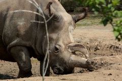 V dvorské zoo uhynul vzácný nosorožec, žijí už jen čtyři