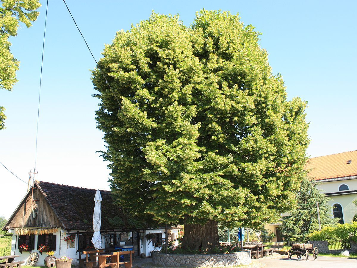 Evropský strom roku 2019