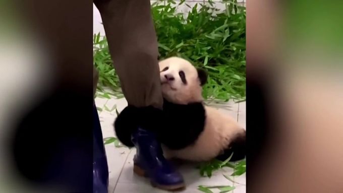 Video s neodbytnou pandou je virálním hitem. Ošetřovatele nepustí ani na krok