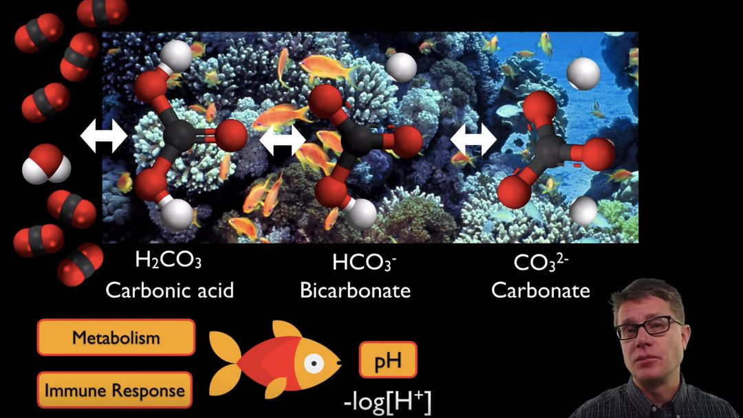 Bozeman Science - video