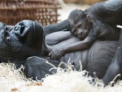 Gorila chce to nejlepší a nejzdravější pro své mládě a celou rodinu.