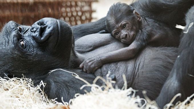 Gorile Kijivu se před Vánoci narodil sameček