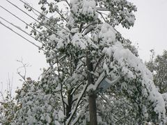 Sníh zatěžuje a láme stromy