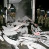 Pašeráci drog v Mexiku schovali kokain do těl zmrzlých žraloků