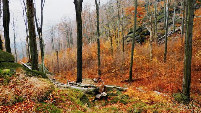 Obrazem: Lesní fenomén zapsaný v UNESCO. Jedinečná krása Jizerskohorských bučin