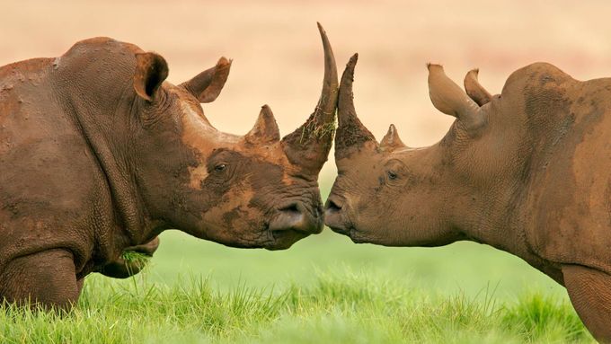 Nosorožčí rohy mají na černém trhu hodnotu několika tisíc dolarů. Vědci věří, že repliky rohů pomohou postupně zastavit vyvražďování nosorožců, protože cena rohů strmě klesne.