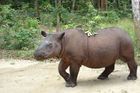 Uhynul poslední samec nosorožce sumaterského v Malajsii. V zemi zbyla už jen samička