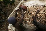 Dělníci nakládají kakaová zrna na vůz, snímek z Pobřeží Slonoviny.