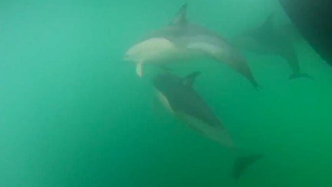 S delfíny na Novém Zélandě si už nezaplavete