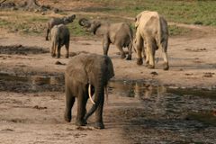 Nejmenších slonů pralesních nebezpečně ubylo. Nikdo si toho dlouho nevšiml
