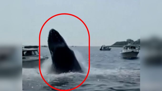 „Držte se sto metrů daleko.“ Keporkak při výskoku nepříjemně překvapil pozorovatele velryb.