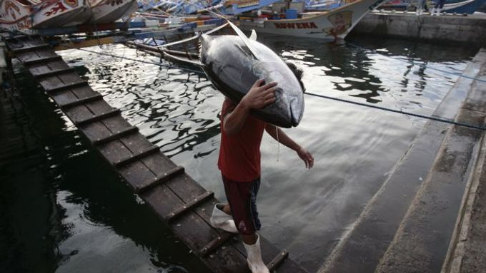 Vydražený tuňák vážil 269 kilo. Ilustrační foto.