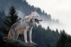 90 000 myslivců proti 80 vlkům: Ochočení Češi se mohou od šelem učit