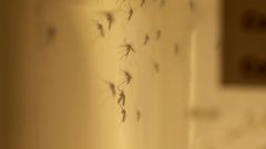 Vědci nasadili proti viru zika geneticky modifikované komáry. Ekologové jsou znepokojeni