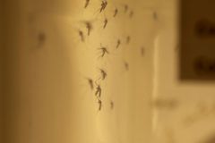 Vědci nasadili proti viru zika geneticky modifikované komáry. Ekologové jsou znepokojeni