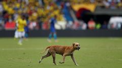 Pes na fotbale Kolumbie - Brazílie
