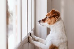 Psi po karanténě se sami doma mohou trápit. Pomohou tyto cviky i léky proti úzkosti