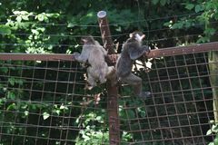 Makakové v olomoucké zoo stále vítězí nad ošetřovateli