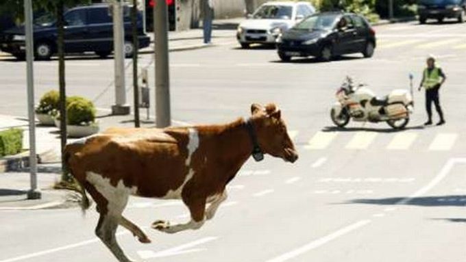 Neobvyklý pohled se nedávno naskytl obyvatelům švýcarského Lausanne. Kráva uprchla z ohrady až do ulic města.