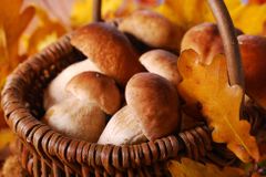 Dobrá zpráva pro houbaře: Na západě Čech už rostou