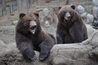 V německé zoo utekl medvěd, museli ho zastřelit. Návštěvníky evakuovali