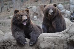 Brněnská zoo ukáže naposledy lední medvíďata pohromadě