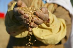 Neúroda obilí zdraží potraviny, říká Veleba