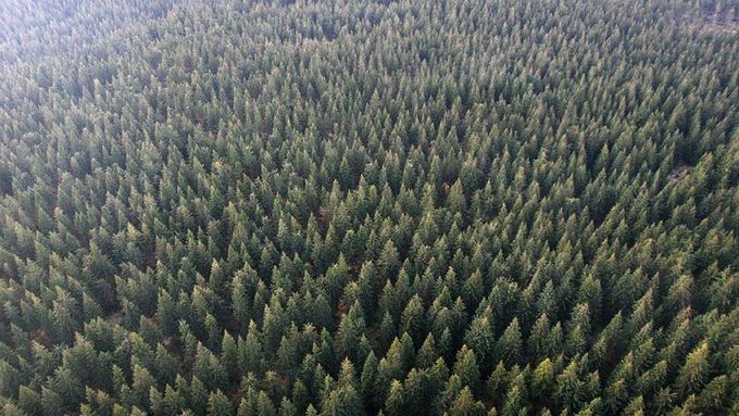 Státní podnik, který vlastní polovinu lesů v republice čekají změny.