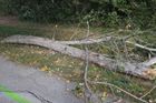 Na Slovensku kvůli větru spadl <strong>strom</strong>, zabil čtrnáctiletého chlapce