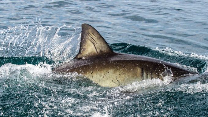 Žralok se nebezpečně blížil k dítěti, které si hrálo v moři. Policista chlapce bryskně vytáhl z vody