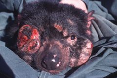 Tasmánskému čertovi hrozí kvůli rakovině tváře vyhynutí