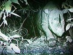 Na Borneu kamery pro noční vidění nedávno zachytily vzácného nosorožce.