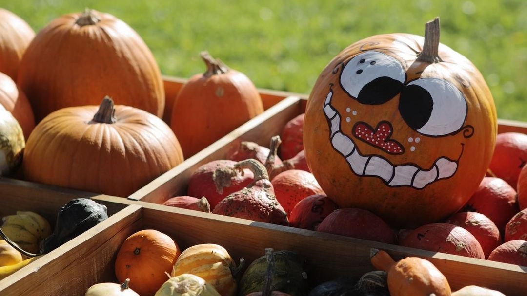 REFILE - ADDING COUNTRY IDENTIFIER Pumpkins for sale are displayed on a stand at a farm near Loosdorf, some 80 km (50 miles) west of Vienna October 3, 2012. REUTERS/Heinz-Peter Bader (AUSTRIA - Tags: FOOD ENVIRONMENT) Published: Říj. 3, 2012, 8:47 odp.