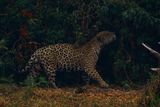 Žije tu jedna z nejpočetnějších populací jaguárů amerických. Zvířata ale kvůli požárům trpí dýchacími problémy, hladem a vysokými teplotami.